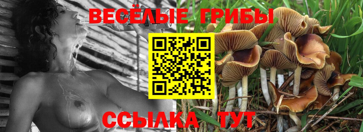 Новоалександровск  Галлюциногенные грибы прущие грибы  Вход с VPN 